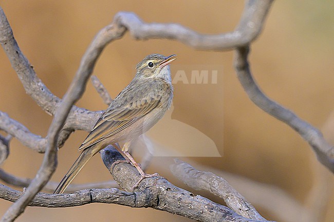 Long-billed pipit, Anthus similis, perched on a branch. stock-image by Agami/Sylvain Reyt,