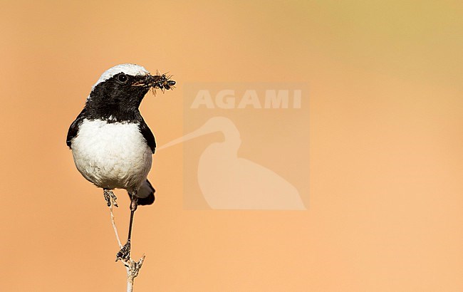 Finsch's Wheatear - Felsensteinschmätzer - Oenanthe finschii barnesi, Tajikistan, adult male stock-image by Agami/Ralph Martin,