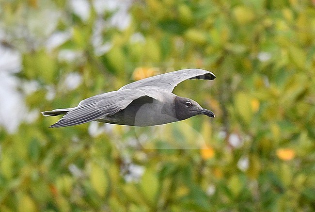 Lava Gull (Leucophaeus fuliginosus) on the Galapagos islands. stock-image by Agami/Laurens Steijn,