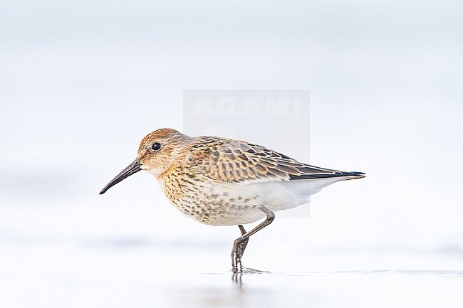 Bonte Strandloper, Dunlin, Calidris alpina juvenile foraging on beach stock-image by Agami/Menno van Duijn,