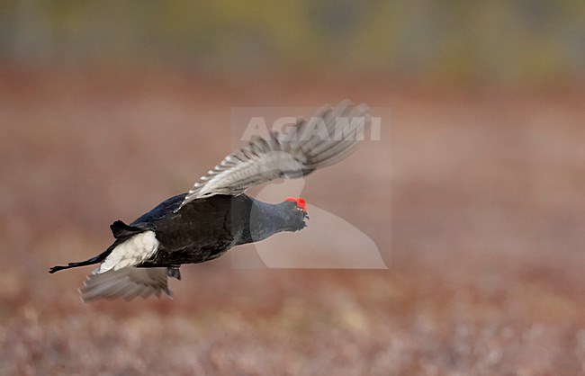 Mannetje Korhoen tijdens baltsvlucht; Male Black Grouse in display flight stock-image by Agami/Markus Varesvuo,