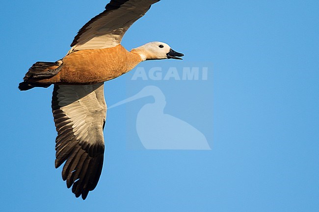 Ruddy Shelduck - Rostgans - Tadorna ferruginea, Russia (Baikal), adult female stock-image by Agami/Ralph Martin,