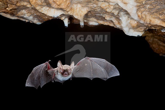 Bechsteins Vleermuis in de vlucht; Bechstein\'s Bat in flight stock-image by Agami/Theo Douma,