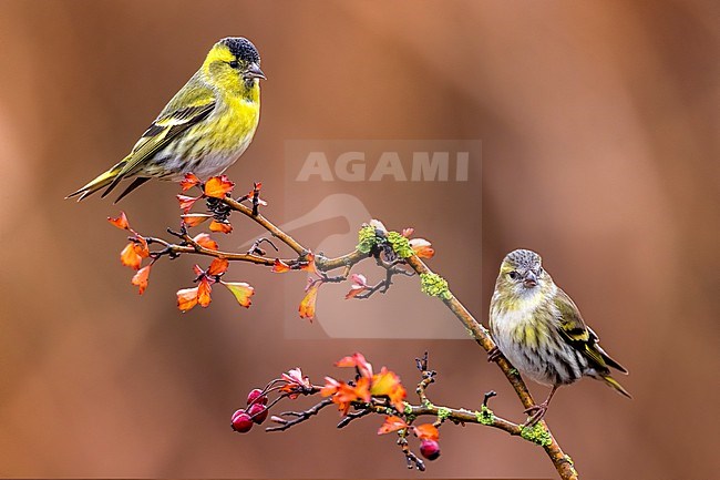 Male Eurasian Siskin, Spinus spinus, in Italy. stock-image by Agami/Daniele Occhiato,