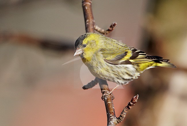 Mannetje Sijs zittend op een tak; Male Eurasian Siskin perched on a branch stock-image by Agami/Markus Varesvuo,