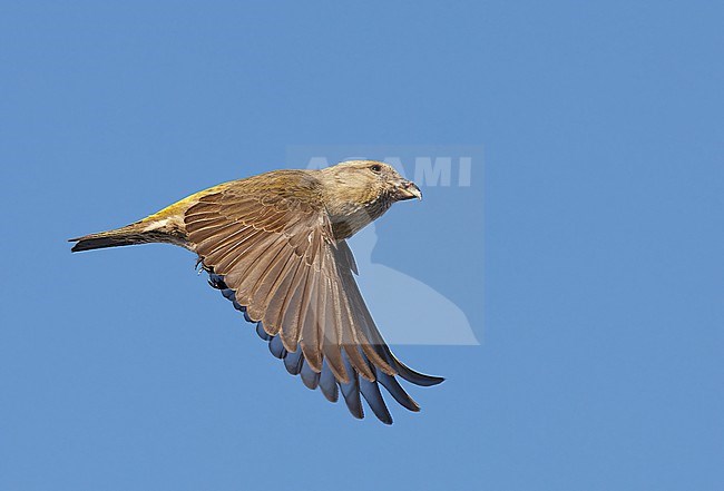 Female Common Crossbill (Loxia curvirostra) wintering in Finland. stock-image by Agami/Markus Varesvuo,