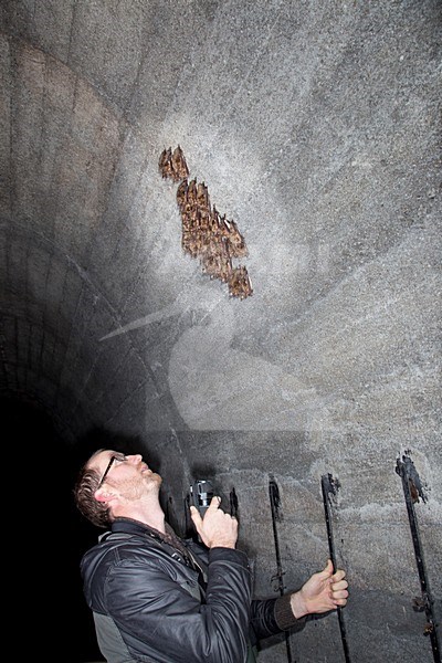 Vale vleermuizen in winterslaap, Greater Mouse Eared Bats in hibernation stock-image by Agami/Theo Douma,