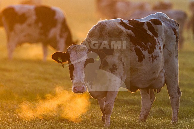 Koeien in een weiland; Domestic cows in a meadow stock-image by Agami/Menno van Duijn,