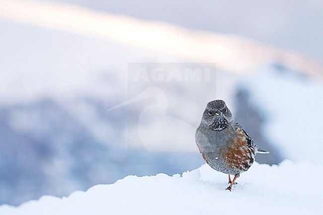 Alpine Accentor - Alpenbraunelle - Prunella collaris ssp. collaris, Switzerland, adult stock-image by Agami/Ralph Martin,