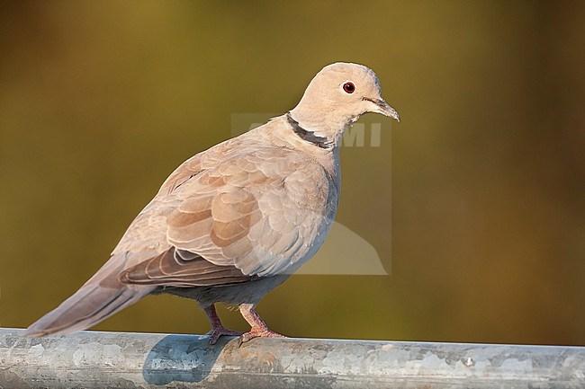 Eurasian Collored Dove - Türkentaube - Streptopelia decaocto stock-image by Agami/Ralph Martin,