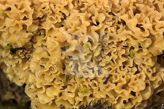 Grote sponszwam laagstandpunt; Cauliflower mushroom low point of view; stock-image by Agami/Walter Soestbergen,