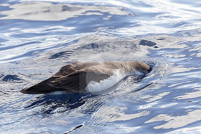 Snorkling Buller's Shearwater (Ardenna bulleri) in coastal water at the ocean off North Island, New Zealand. Seen from the side. Looking for food under watre. stock-image by Agami/Marc Guyt,