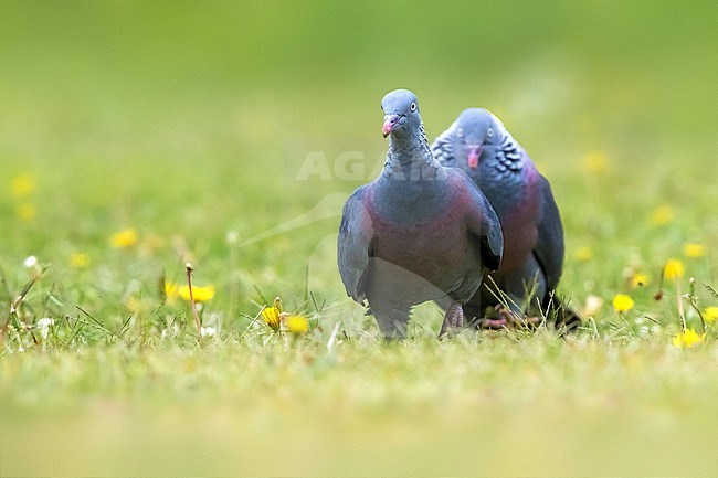 Trocaz Pigeon (Columba trocaz)  displaying in the gras stock-image by Agami/Daniele Occhiato,
