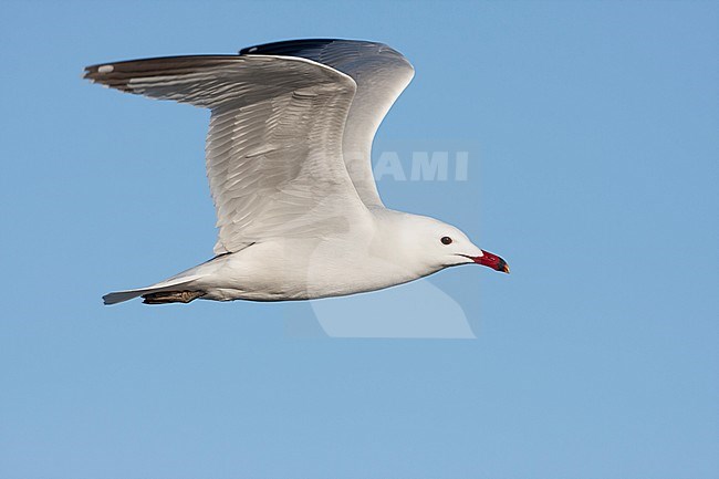 Audouin's Gull - Korallenmöwe - Larus audouinii, Spain (Mallorca), adult stock-image by Agami/Ralph Martin,