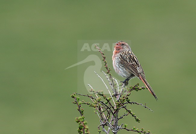 Male Przevalski's Finch (Urocynchramus pylzowi), also known as Przewalski's Finch or Przevalski's Pinktail. Singing on the Tibetan plateau. stock-image by Agami/James Eaton,