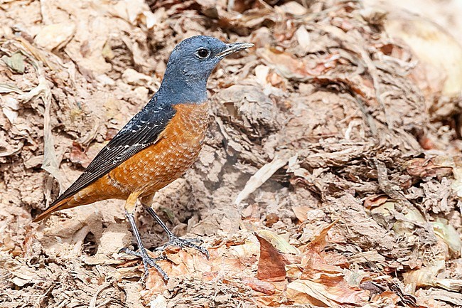 Male Rufous-tailed Rock Thrush (Monticola saxatilis) during spring migration at Yotvata, Israel stock-image by Agami/Marc Guyt,