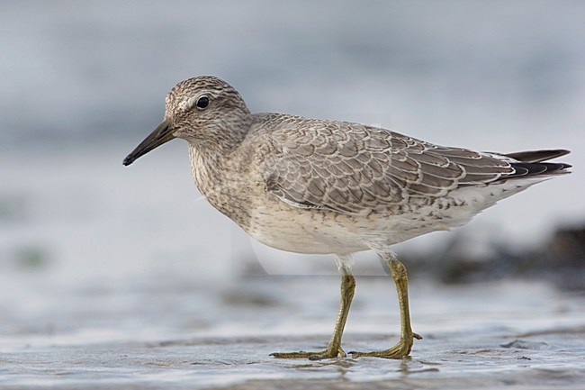 Juveniele Kanoet; Juvenile Red Knot stock-image by Agami/Arie Ouwerkerk,