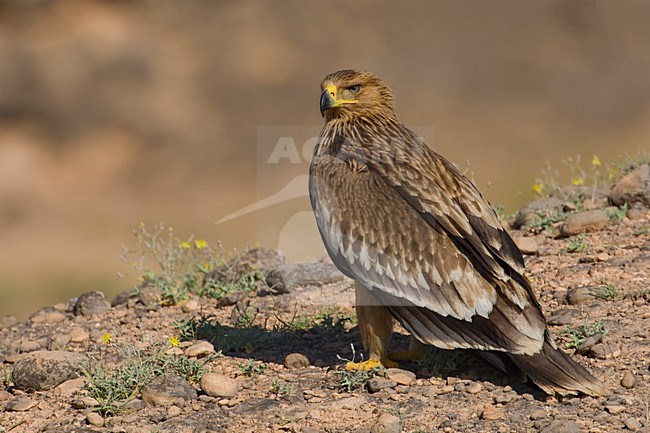 Juveniele Keizerarend op de grond; Juvenile Asian Imperial Eagle on the ground stock-image by Agami/Daniele Occhiato,