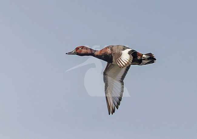 Ferruginous Duck (Aythya nyroca) in flight in Turkey. stock-image by Agami/Pete Morris,