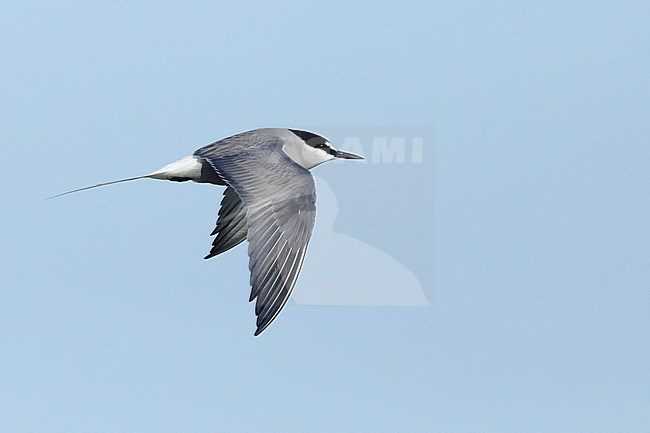 Adult breeding Aleutian Tern (Onychoprion aleuticus)
Seward Peninsula, Alaska
June 2018 stock-image by Agami/Brian E Small,