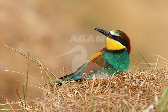 europese bijeneter zitend op het gras; European Bee-eater sittin gin the grass; stock-image by Agami/Walter Soestbergen,