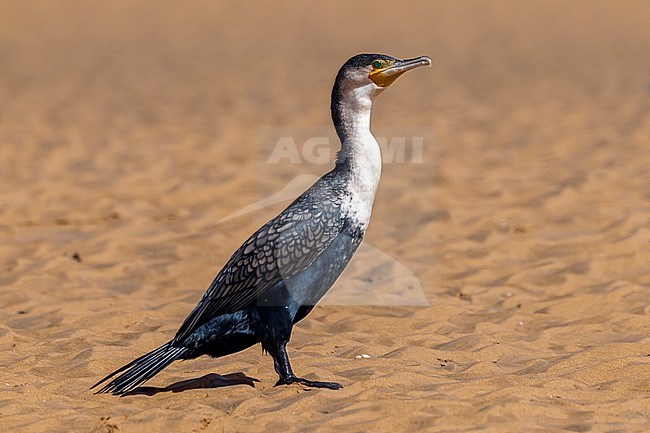 Adult Moroccan White-breasted Cormorant (Phalacrocorax lucidus maroccanus) aka African Great Cormorant sitting on the shorein Kniffiss's lagoon, Western Sahara. stock-image by Agami/Vincent Legrand,