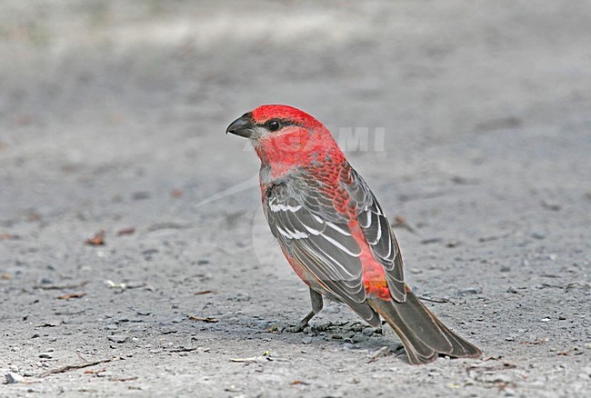 Mannetje Haakbek (ssp Alaska), Male Pine Grosbeak (ssp Alaska) stock-image by Agami/Pete Morris,