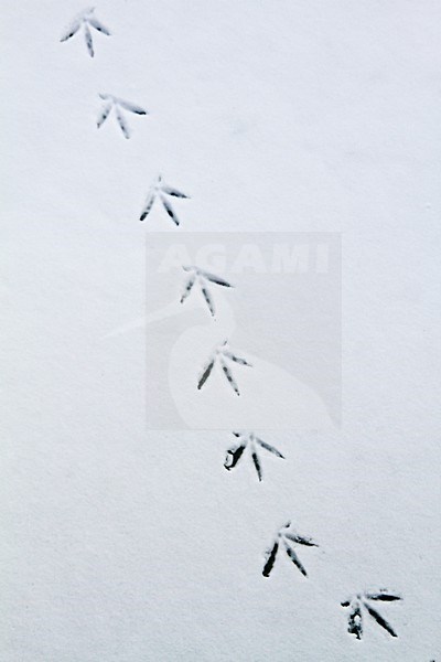 Meerkoet sporen in de sneeuw; Eurasian Coot tracks in snow stock-image by Agami/Menno van Duijn,