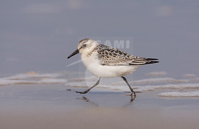 Drieteenstrandloper, Sanderling, Calidris alba stock-image by Agami/Arie Ouwerkerk,