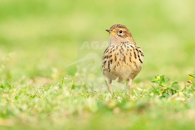 Adult Red-throated Pipit (Anthus cervinus) during spring migration in Eilat, Israel stock-image by Agami/Marc Guyt,