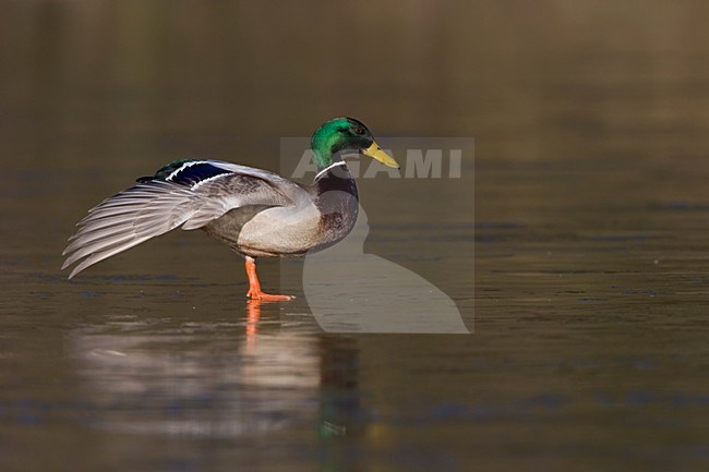 Vleugel strekkende man Wilde Eend; Wing stretching male Mallard stock-image by Agami/Arie Ouwerkerk,