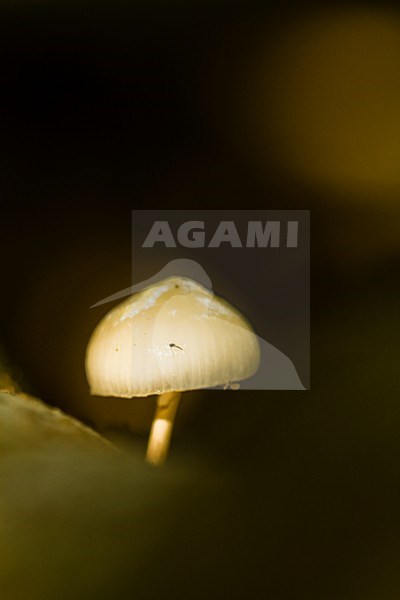 Porseleinzwam, Porcelain fungus, Oudemansiella mucida stock-image by Agami/Menno van Duijn,