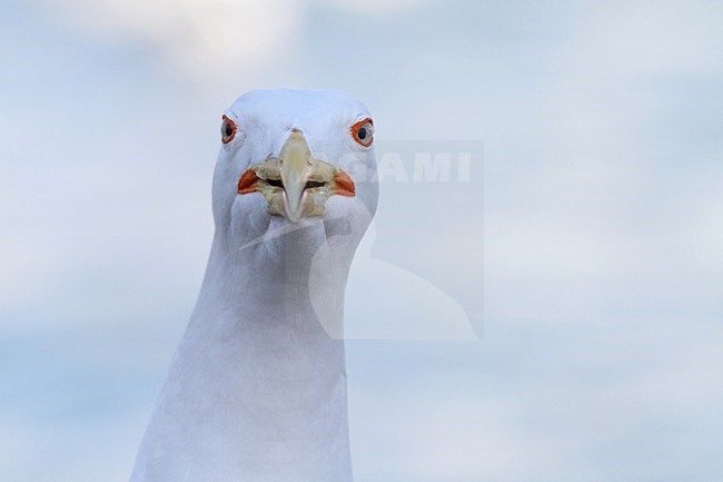 Close up Geelpootmeeuw, Close-up Yellow-legged Gull stock-image by Agami/Chris van Rijswijk,