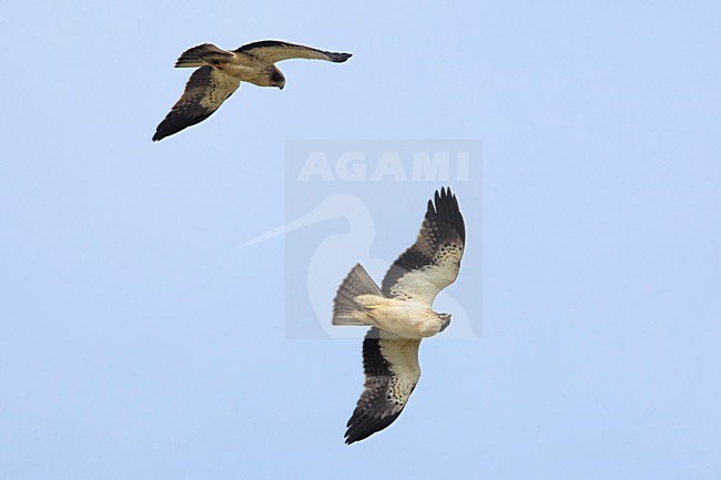 Aquila minore; Aquila pennata; Hieraetus pennatus; Booted Eagle stock-image by Agami/Daniele Occhiato,