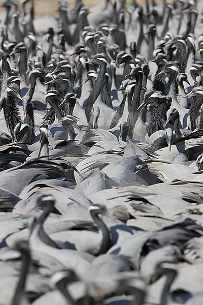 Jufferkraan; Demoiselle Crane (Anthropoides virgo) stock-image by Agami/James Eaton,