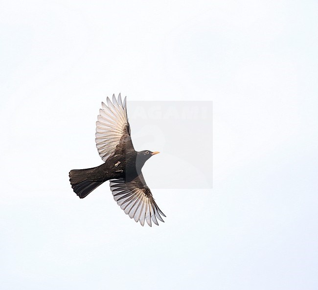 Flying male Common Blackbird (Turdus merula) during winter in an urban area in Wageningen in the Netherlands. stock-image by Agami/Marc Guyt,