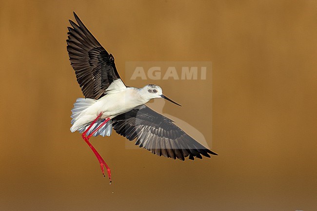 Black-winged Stilt (Himantopus himantopus) in Italy. stock-image by Agami/Daniele Occhiato,