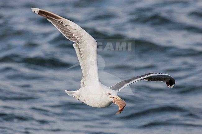 Volwassen Grote Mantelmeeuw vliegend met vangst in de bek; Greater Black-backed Gull adult flying with catch in its beak stock-image by Agami/Menno van Duijn,