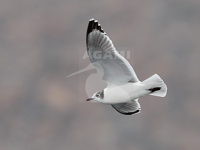 Volwaasen Franklins Meeuw in vlucht, Non-breeding Franklin's Gull stock-image by Agami/Mike Danzenbaker,