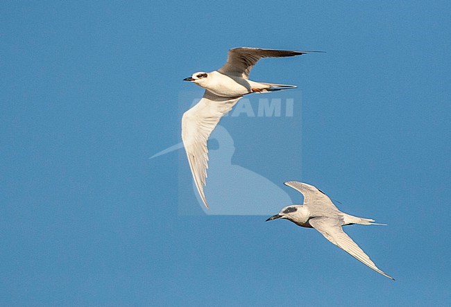 Autumn plumaged Forster's Tern (Sterna forsteri) in California, USA. Flying along the coast. stock-image by Agami/Marc Guyt,