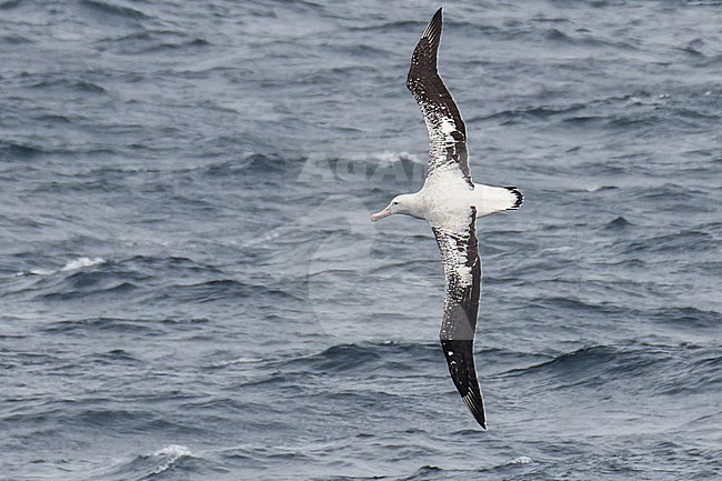 Tristan albatross (Diomedea dabbenena) at sea in the southern Atlantic Ocean. Adult male. stock-image by Agami/Steve Howell,