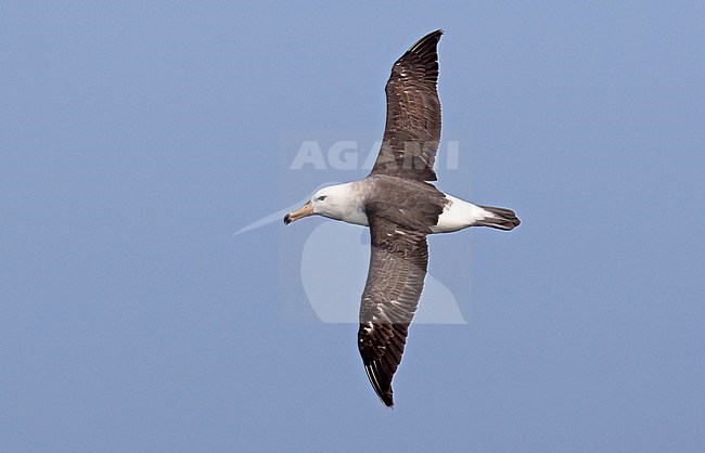 Immature Black-browed Albatross (Thalassarche melanophris) flying over the pacific ocean off Chile. Seen from above. stock-image by Agami/Dani Lopez-Velasco,