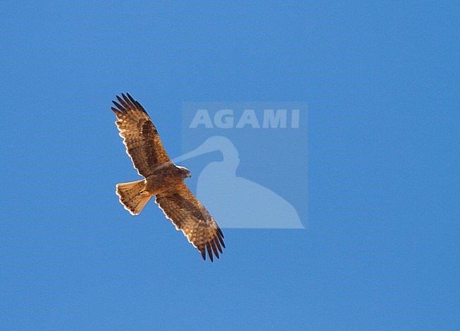 Booted Eagle - Zwergadler - Hieraaetus pennatus, Morocco, adult, dark morph stock-image by Agami/Ralph Martin,