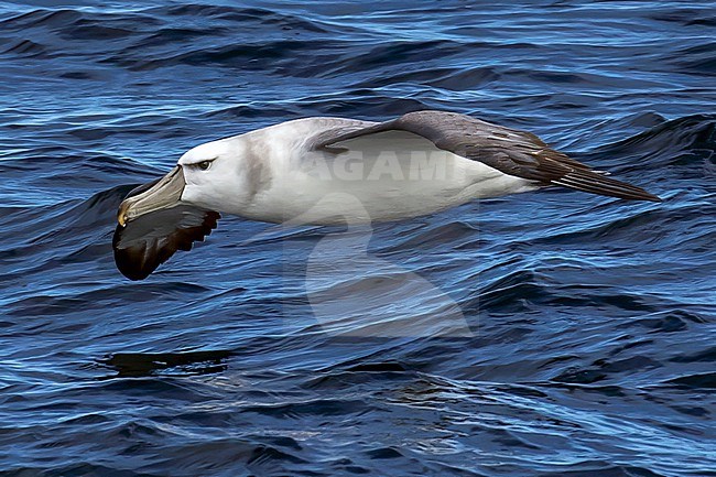 Tasmanian Shy Albatross (Thalassarche cauta) off Australia. In third cycle plumage. stock-image by Agami/Steve Howell,