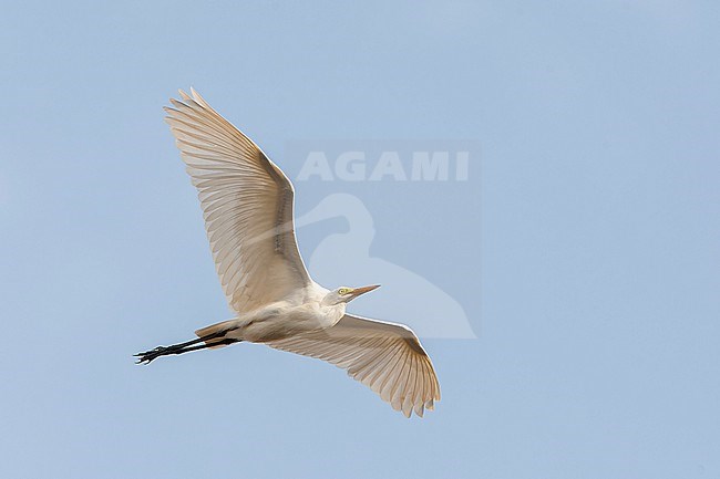 Intermediate Egret (Ardea intermedia brachyrhyncha) in The Gambia. Also known as Yellow-billed Egret. stock-image by Agami/Marc Guyt,