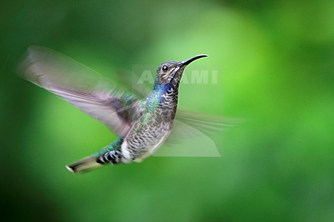 Witnekkolibrie onvolwassen mannetje in vlucht Tobago, White-necked Jacobin immature male in flight Tobago stock-image by Agami/Wil Leurs,