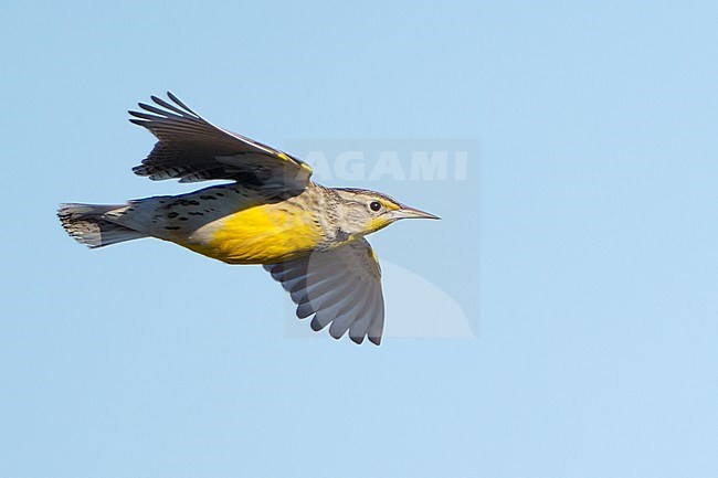 Adult
Santa Barbara Co., CA
November 2021 stock-image by Agami/Brian E Small,