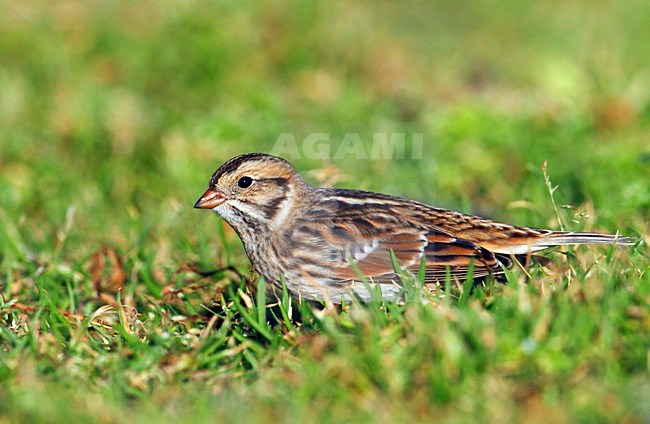 IJsgors, Lapland Bunting, Calcarius lapponicus stock-image by Agami/Hugh Harrop,