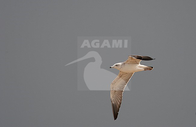 Subadult Heuglin's Gull (Larus heuglini) in flight over coast in a Middle East country. stock-image by Agami/Bas van den Boogaard,