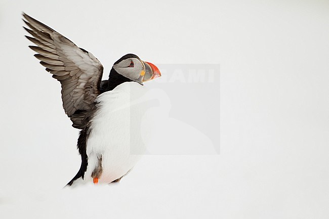 Papegaaiduiker vleugel strekend, Atlantic Puffin, wing stretching stock-image by Agami/Danny Green,